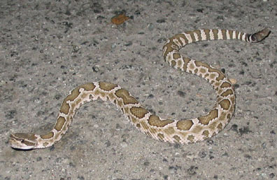 Northern Pacific Rattlesnake